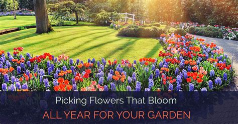 Picking Flowers That Bloom All Year For Your Garden Garden Loka