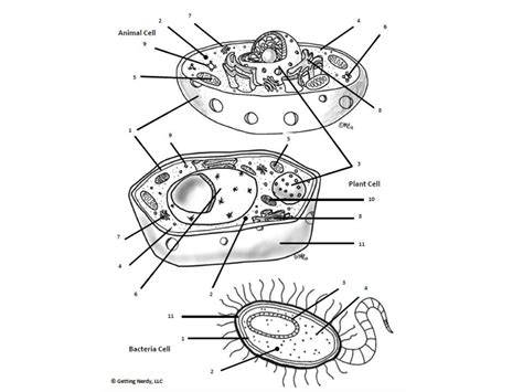 Maybe you would like to learn more about one of these? Simple Plant Cell Drawing at GetDrawings | Free download