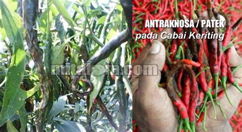 Tanaman cabai yang terserang virus ini menunjukkan gejala: ANTRAKNOSA PADA CABAI PDF