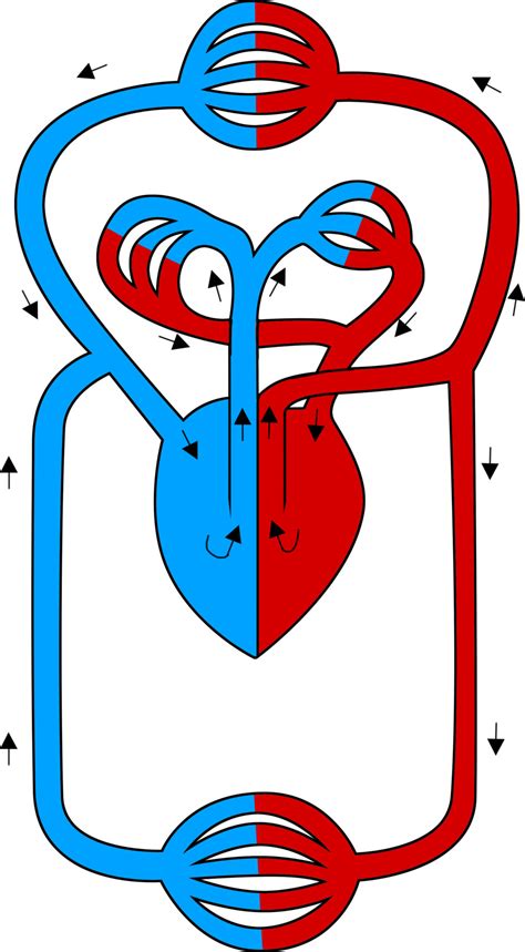 The lymphatic system of the human body is subdivided into a superficial and a deep system. Herz und Blutkreislauf im Überblick - Biologie online lernen