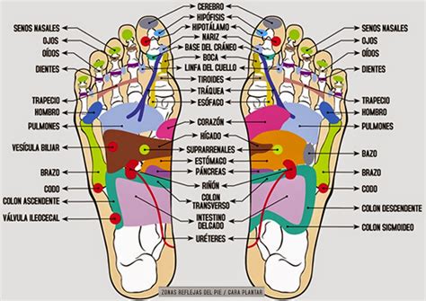 Reflexología Podal Podólogo Clínica De Podología Integral Pies