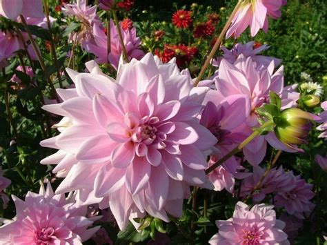 The Most Beautiful Flowers In Your Garden