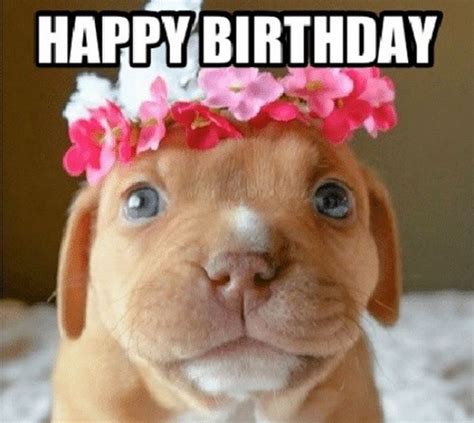 List Of Dog Memes Birthday For You Numnab
