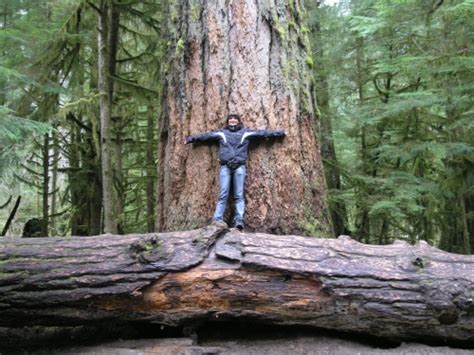 Vancouver Island Big Trees 400 Foot Coastal Douglas Fir Giants Gone