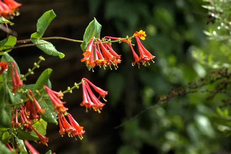 When it comes to attracting hummingbirds, everyone wants to know what types of flowers and plants do these birds like best. 23 Garden Flowers that Attract Hummingbirds