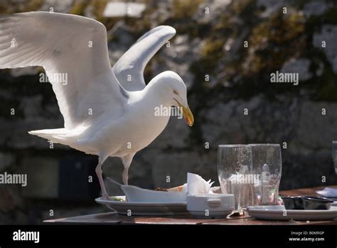 A Seagull Stealing Food From A Plate In A Pub Garden Stock Photo Alamy