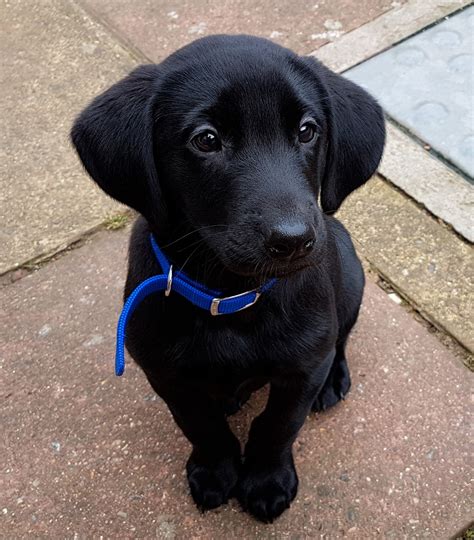 Meet Baxter My 8 Week Old Black Lab Puppy Aww