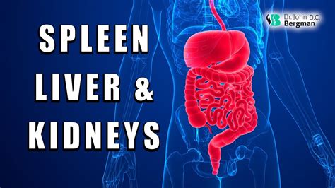 Spleen Liver And Kidneys The Source Of Health Youtube