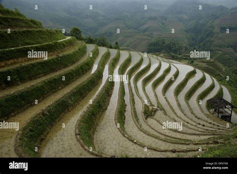 Terraced Rice Fields Guilin Longsheng Guangxi Province China Stock