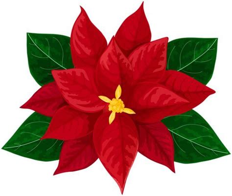 Poinsettia Transparent Clip Art Image Christmas Art Poinsettia