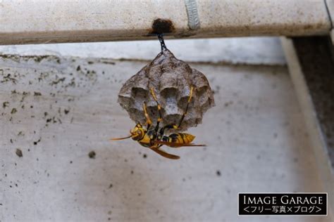 「巣を作ったアシナガバチ」駆除方法も紹介