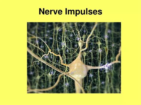Ppt Nerve Impulses Powerpoint Presentation Free Download Id9473578