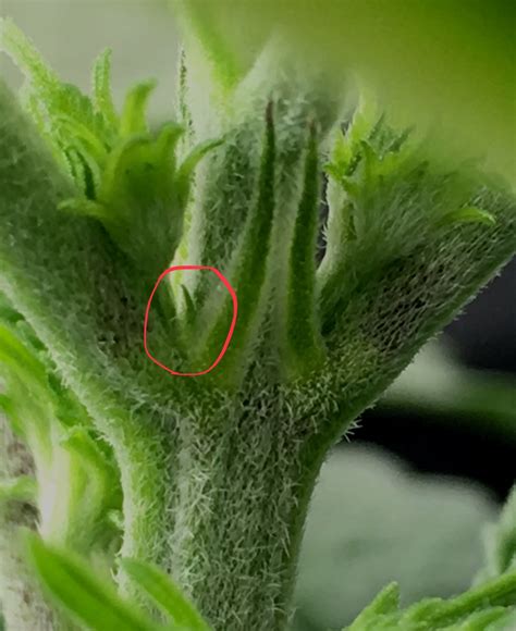 This is the male part of the flower. Early pre flower male or female | Grasscity Forums - The ...