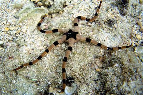 Serpent Brittle Starfish Detailed Guide Care Diet And Breeding