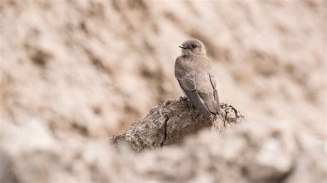 Northern Rough Winged Swallow Audubon Field Guide