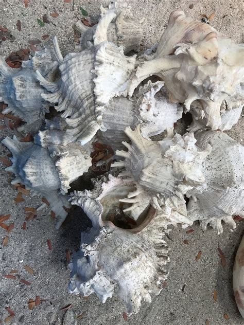 Sea Shell Fragments On The Sand Marine Ecosystems And Marine Life Stock