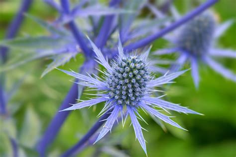 Maybe you would like to learn more about one of these? 7 plants with true blue flowers - The English Garden