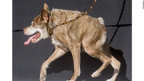 Snoring Gassy Martha Wins Worlds Ugliest Dog Cnn