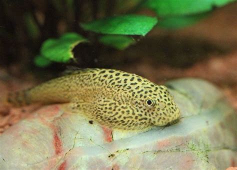 Butterfly Hillstream Loach Care A Comprehensive Guide