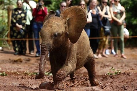He May Not Be In The Wild But This Orphaned Baby Elephant Has At Least