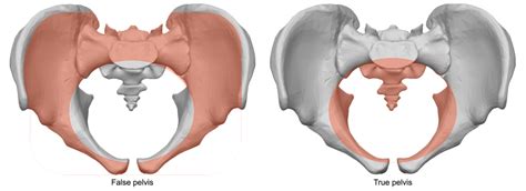 Difference Between Male And Female Pelvis Bone Slidesharedocs