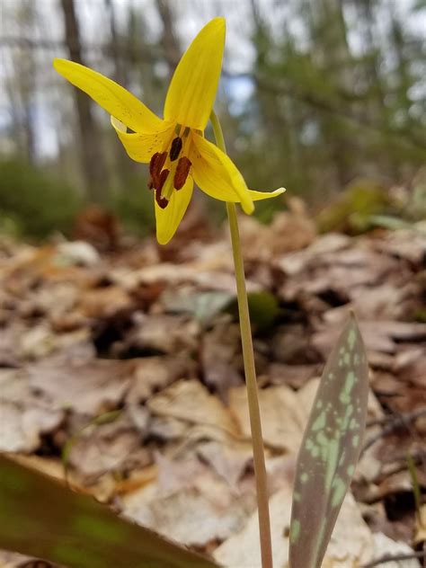 Early Spring Wildflowers Of Vermont Green Mountain Club Spring