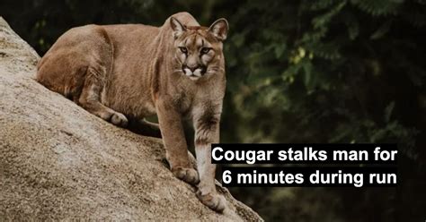 Cougar Stalks Man For Six Minutes During His Run