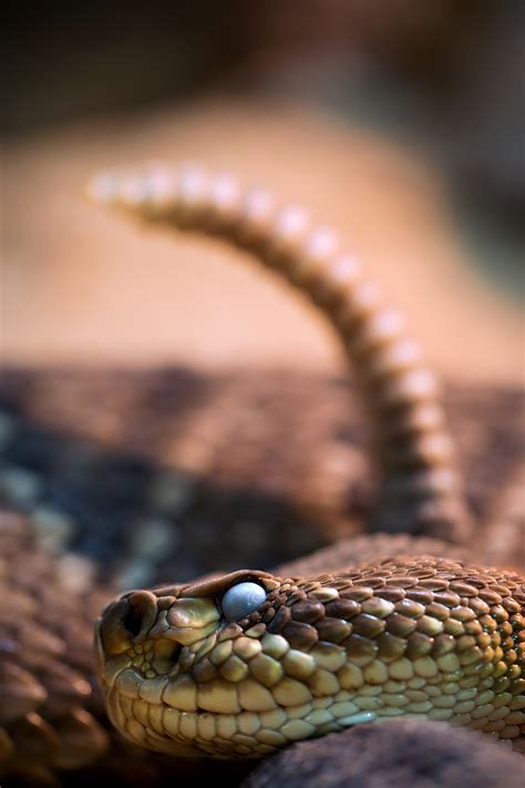 Images Gratuites Faune Reptile Fermer Fermer Serpent à Sonnette