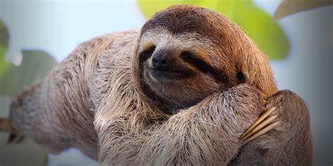 Sloth Wallpapers Animal Hq Sloth Pictures 4k Wallpapers 2019