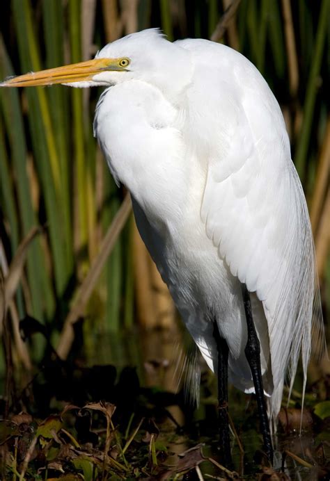 Egrets Were Once Sought After Bird Local News