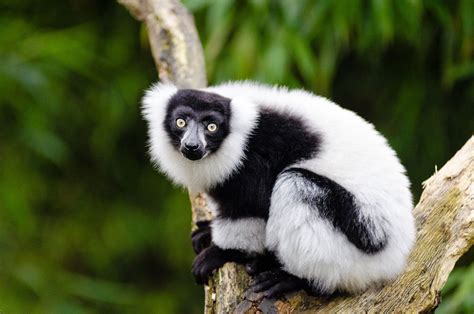 When The Lemurs Go The Trees Go Too The Black And White Ruffed Lemur