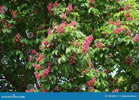 Branches With Flowers Of Red Horse Chestnut Tree Stock Image Image