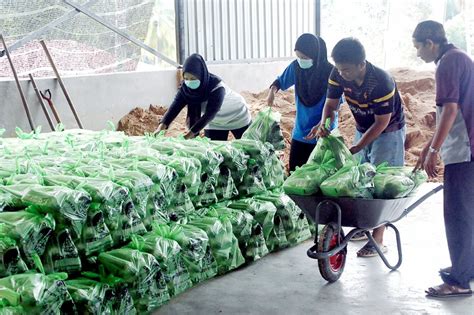 Menurutnya, proses tanaman cendawan tiram kelabu, memerlukan penggunaan habuk kayu serta ''selepas itu, beg plastik tersebut akan disuntik dengan benih cendawan dan diperam selama dua. Pembuatan bongkah cendawan kurang diceburi | Wilayah ...