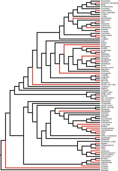 Phylogenetic Tree Of Animals Highlighting Groups Containing Venomous