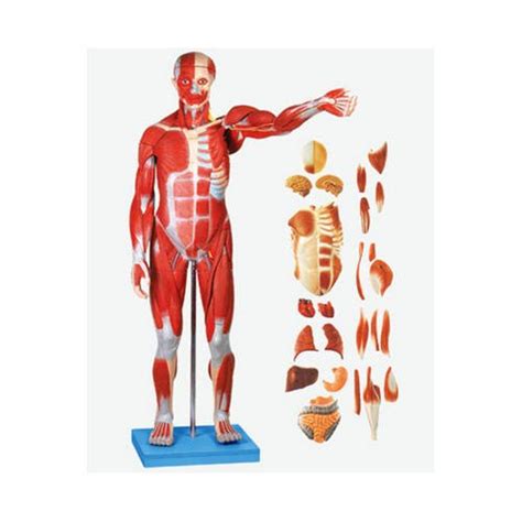 Human Body Model 943825 Human Body Modeling