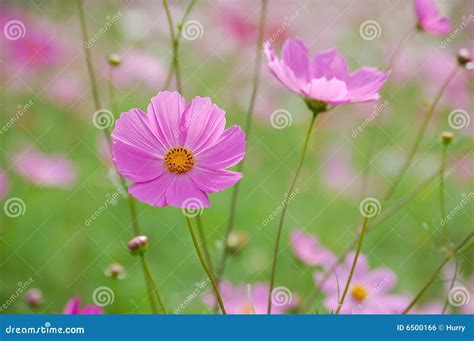 Wild Cosmos Flowers Stock Photo Image Of Field Buds 6500166