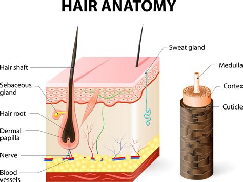 Hair Anatomy Cross Section Of The Skin With Melanocytes Hair Root And
