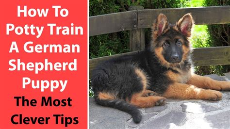 How To Potty Train My German Shepherd Puppy