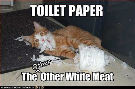 Toilet Paper Fun Bad Cats Funny Cats Cats