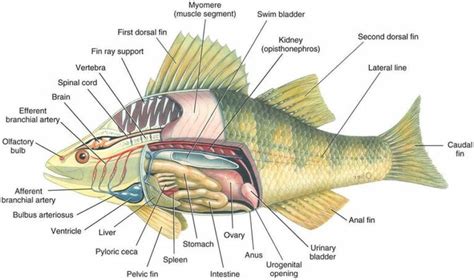 Do Fish Have Brains