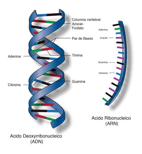 Protein Synthesis And Types Of RNA Ensamble De Ideas