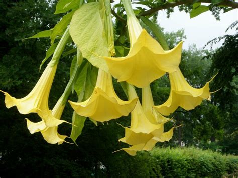 Yellow Flowers Bring A Blast Of Sunshine To The Summer Garden