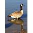 Goose Standing In Water Picture  Free Photograph Photos Public Domain