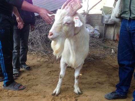 And The Fate Of The Hermaphrodite Goat Is Wbur