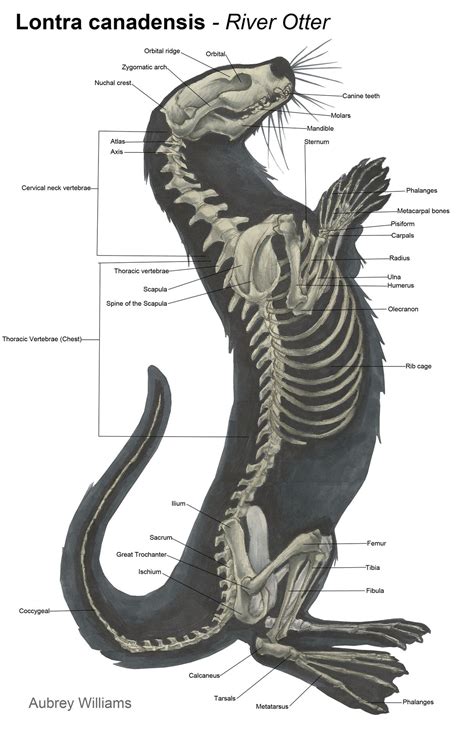 otter anatomy - Google Search | Animal drawings, Animal skeletons