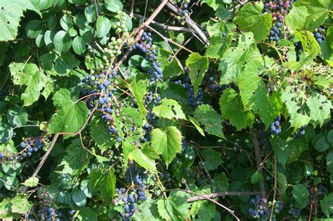 Wild grapes grow every place. Isabella Conservation District Environmental Education ...