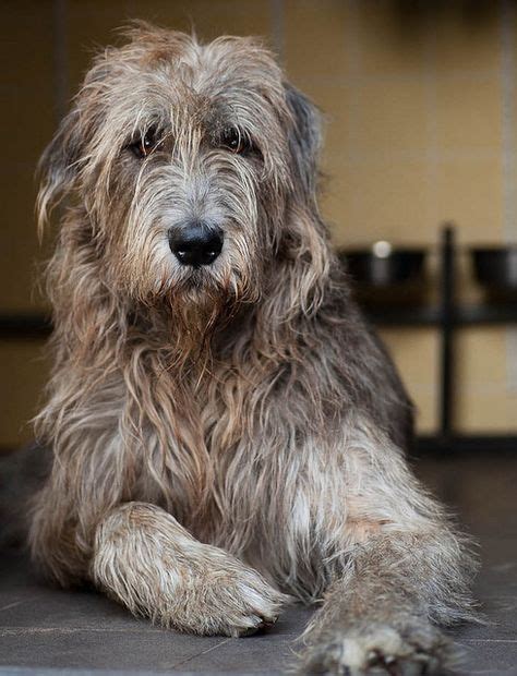 168 Best Irish Wolfhound Images On Pinterest Irish Wolfhounds