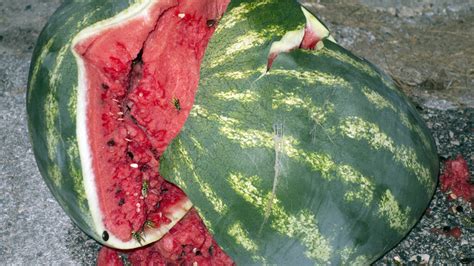 When Bad Watermelons Explode On Good People Howstuffworks