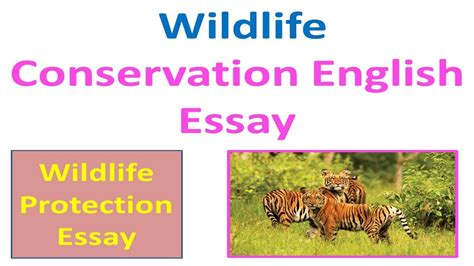 Wildlife Protection Or Wildlife Conservation English Essay Youtube