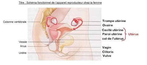 Svt Le Fonctionnement De L Appareil Reproducteur De La Femme